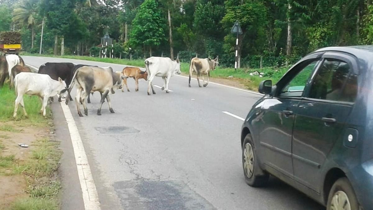 Stray cattle on the highway near Suntikoppa.