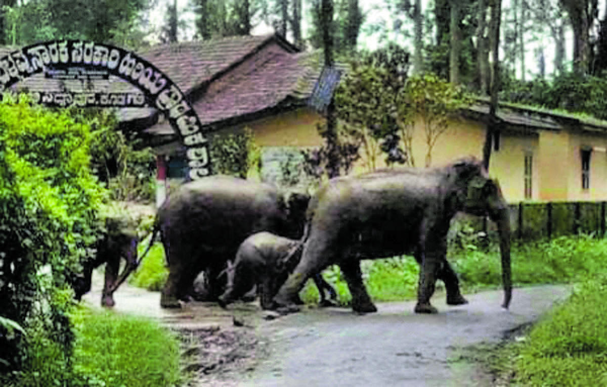 A file photo of a herd of elephants crossing the entrance of Government Higher Primary School at Guhya in Siddapura of Kodagu district last year.