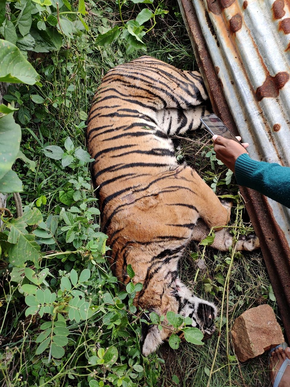 Carcass of a tiger found near Maguvinahalli in the taluk today morning. It is said that the tiger died due to the injuries but the cause of death is yet to be ascertained. Forest department officials have visited the spot (DH Photo)