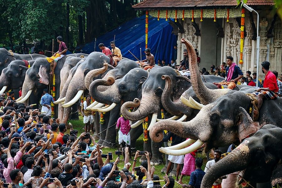 Kerala is witnessing a fresh row over the stringent norms being mooted by the government to curb exploitation and cruelty towards captive elephants. (PTI Photo)