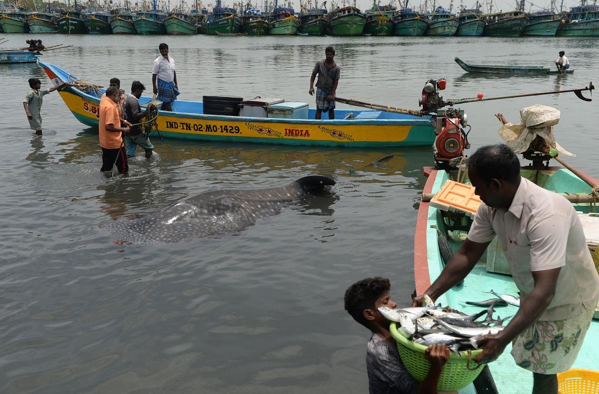 Seven Tamil Nadu fishermen were arrested on Sunday by Sri Lankan naval personnel off Nedunthivu for allegedly fishing in the island nation's territorial waters. File photo for representation