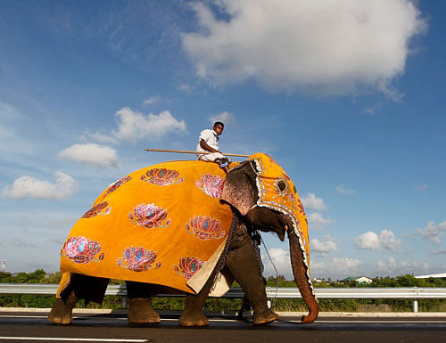 A mahout rides his elephant during a ceremony on the newly built highway to the Bandaranaike International Airport in Katunyake, about 31 km (19 miles) north of Colombo October 24, 2013. Sri Lanka has offered to name 37 stray baby elephants after Commonwealth heads of government, visiting the country next month for the biennial conference. Reuters