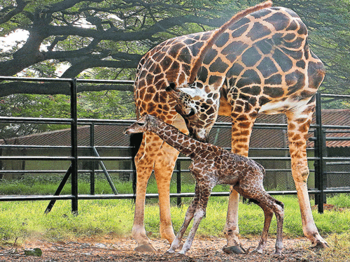 Giraffe Lakshmi nurses her newborn female calf at Sri Chamarajendra Zoological Gardens in Mysuru on Saturday. DH Photo