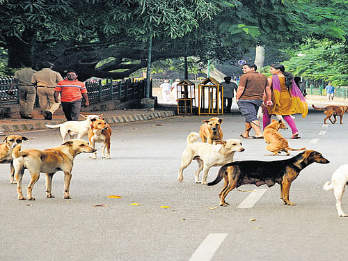 Three, including 6-mth-old baby girl, bitten by dogs in Kerala. Representativee Image