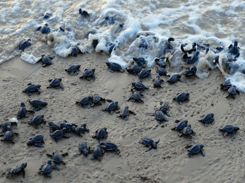 Baby sea turtles do not have an X or Y chromosome. The nest's thermal environment determines whether an embryo will develop as a male or female. Reuters file photo