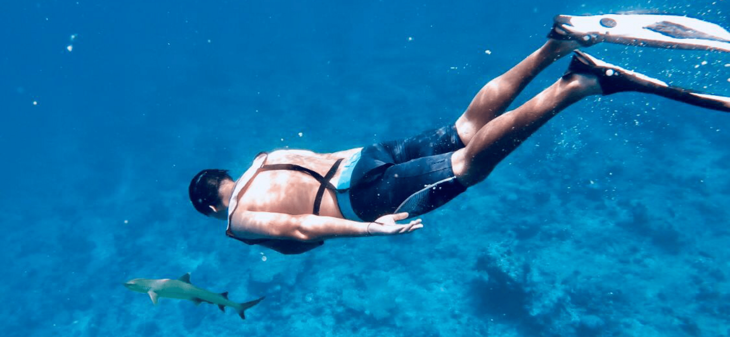 Rehan swims with reef shark