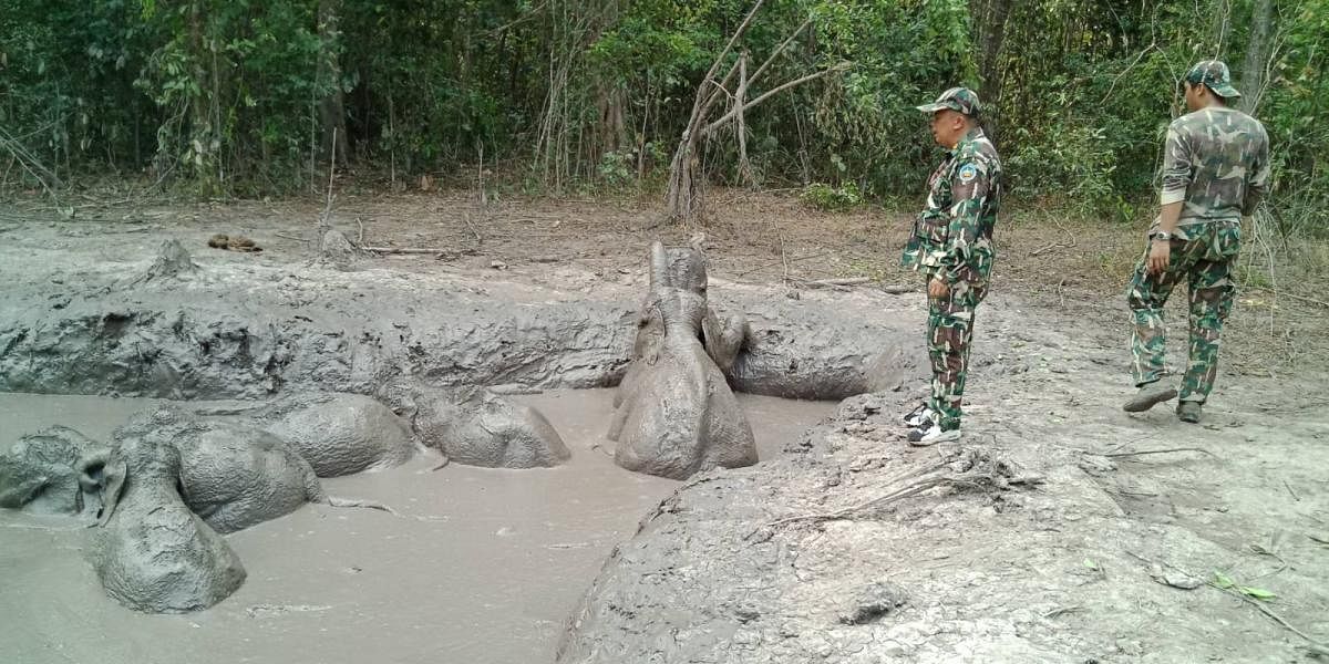 Six baby elephants separated from their parents and trapped in a muddy pit for days have been rescued by park rangers in rural Thailand. AFP PHOTO / Thailand's Department of National Parks, Wildlife and Plant Conservation