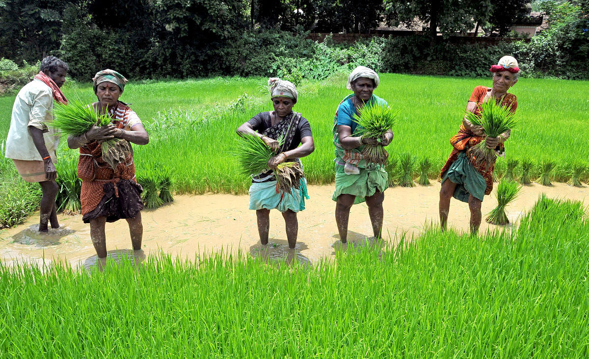 The MPs complained that several farmers in Maharashtra have not received adequate compensation for their losses under the crop insurance scheme. File photo