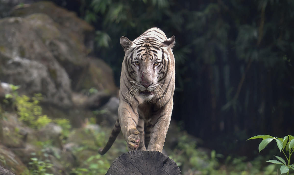 Bengal tiger (PTI Photo)