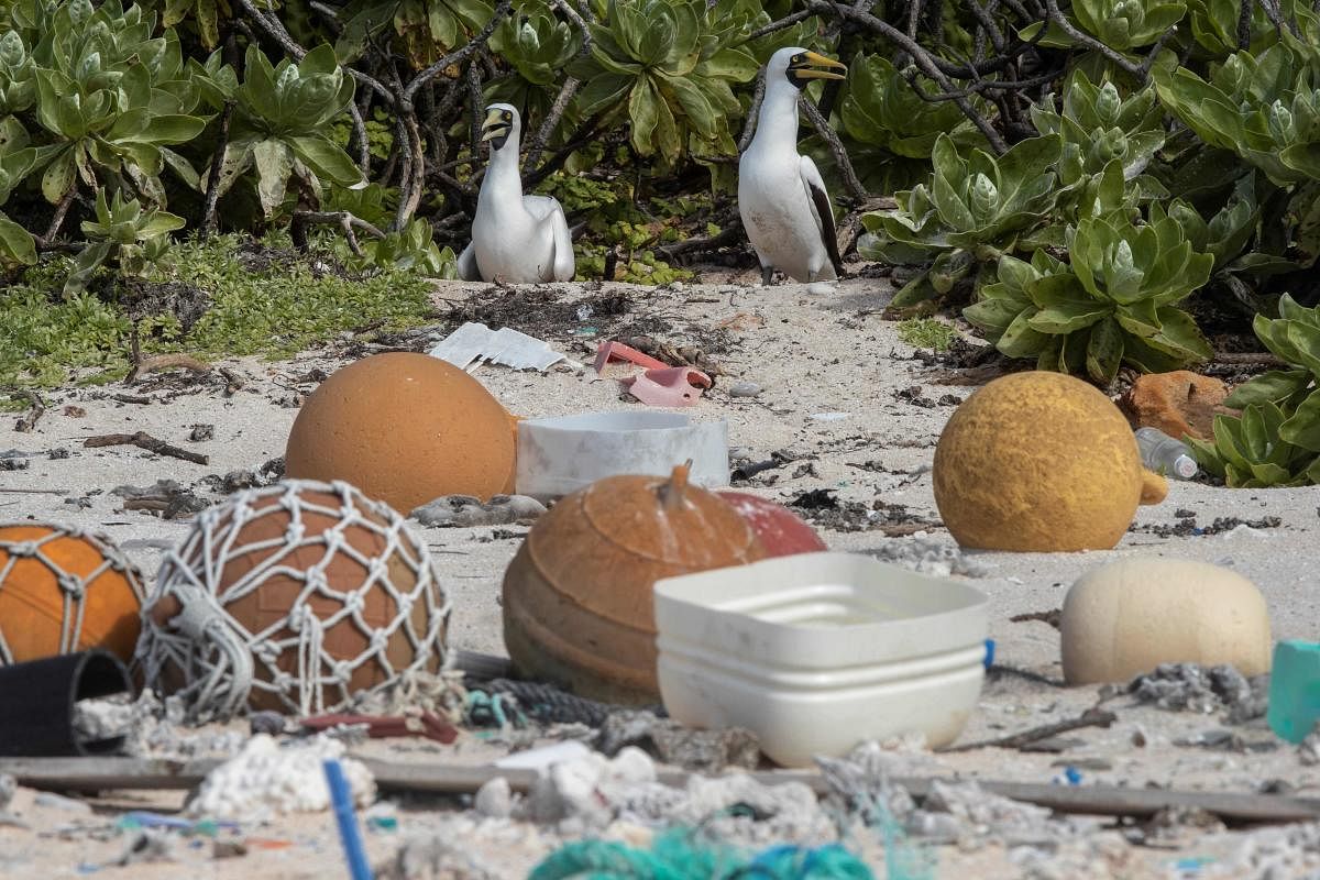 Two masked boobies walking amongst rubbish at the high-tide mark on a beach on Henderson Island, an uninhabited member of the Pitcairn Islands archipelago in the South Pacific Ocean. AFP file photo