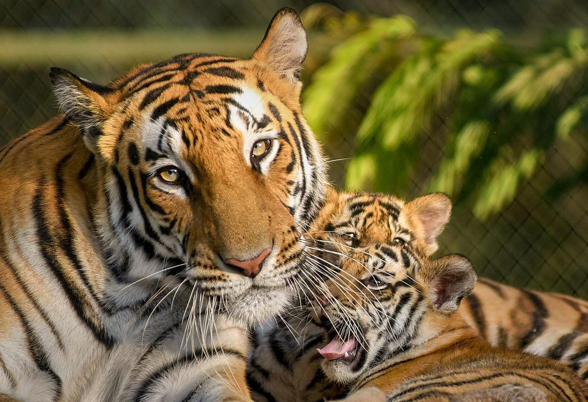 The tiger population in India has grown from 1,411 in 2006 to 2,967 in 2019, according to the report. (PTI File Photo)