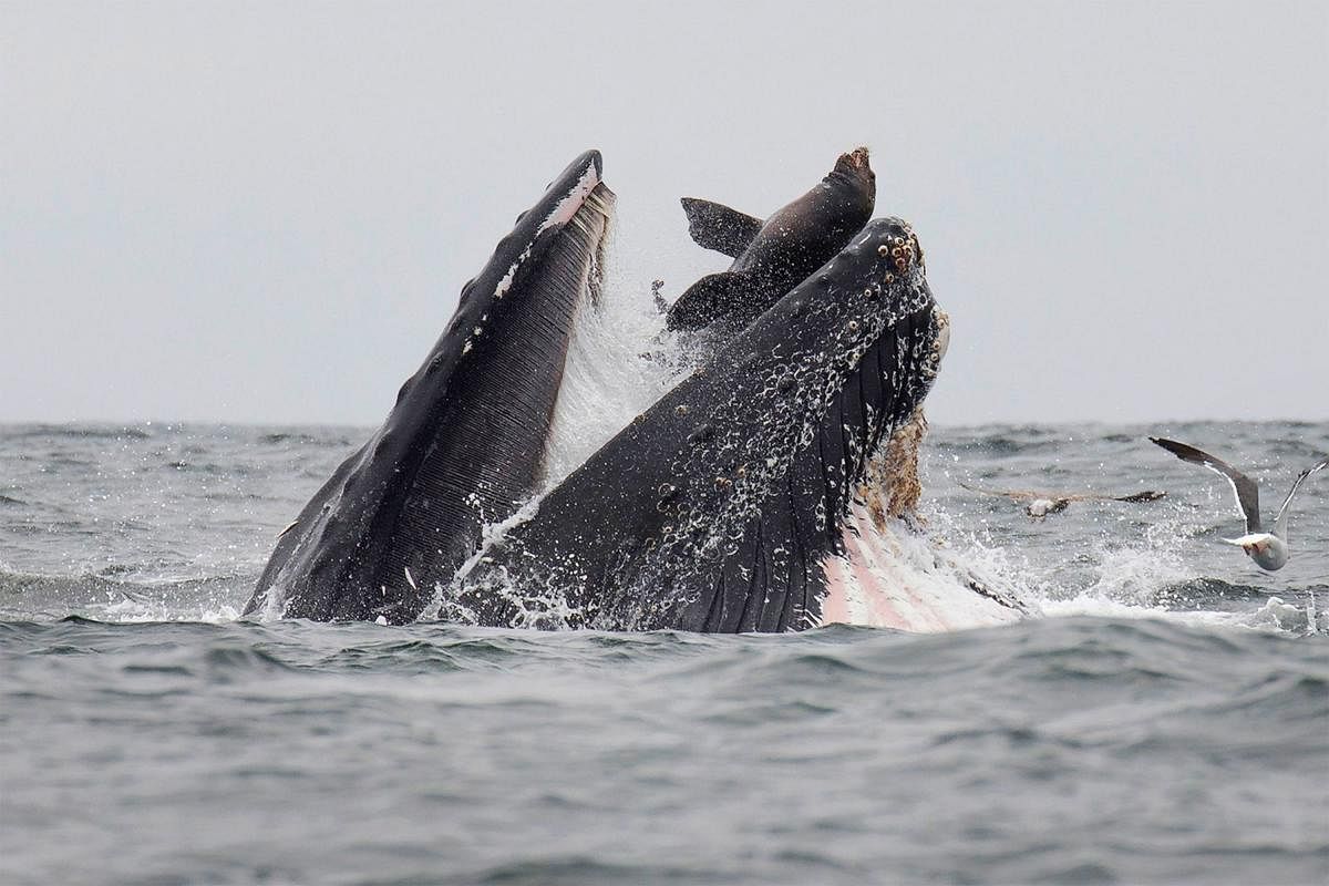 This handout picture shows a sea lion accidentally caught in the mouth of a humpback whale in Monterey Bay, California. (AFP/Chase Dekker)