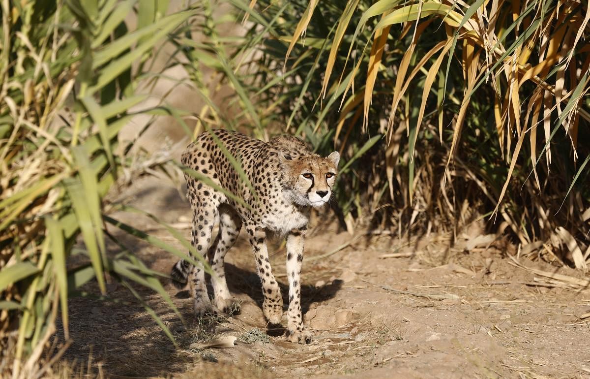 Iran moves to save last Asiatic cheetahs