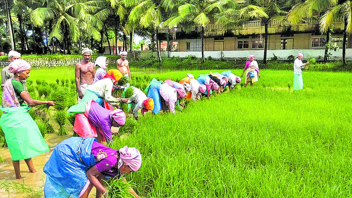 Labourers engaged in transplanting paddy seedlings in a field at Gurupura Kukkudakatte on the outskirts of Mangaluru.