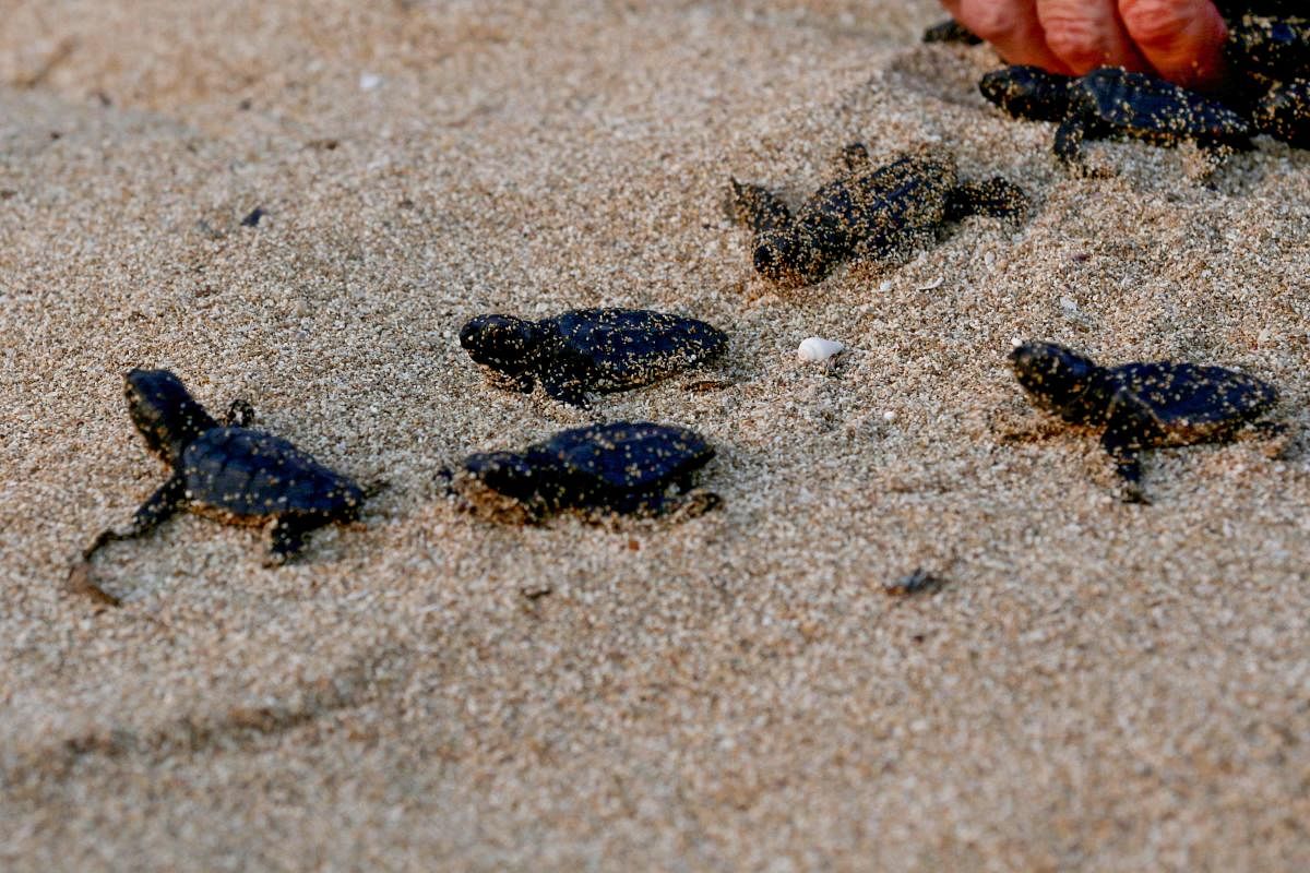 For some turtle species, the temperature of eggs determines whether the offspring are male or female. (AFP Photo)
