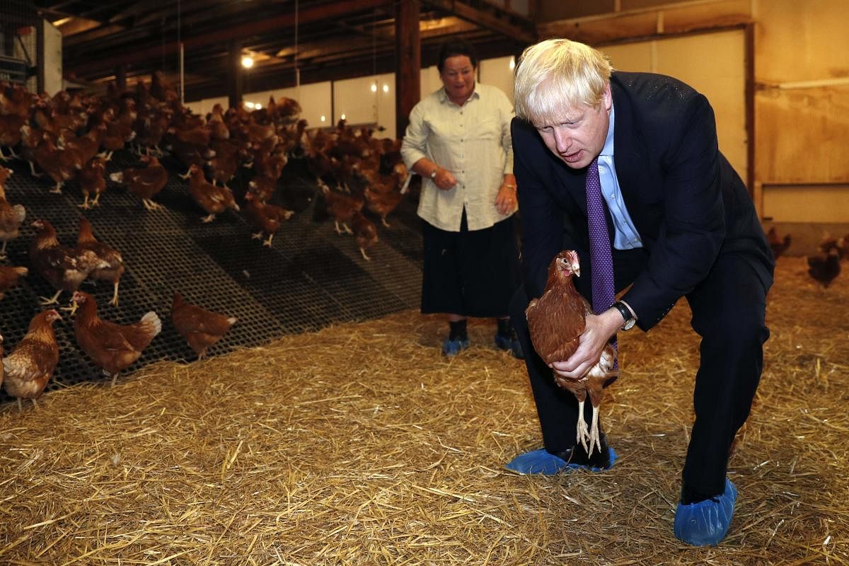 Britain's Prime Minister Boris Johnson holds a chicken during his visit to rally support for his farming plans post-Brexit, in south Wales on July 30, 2019. AFP