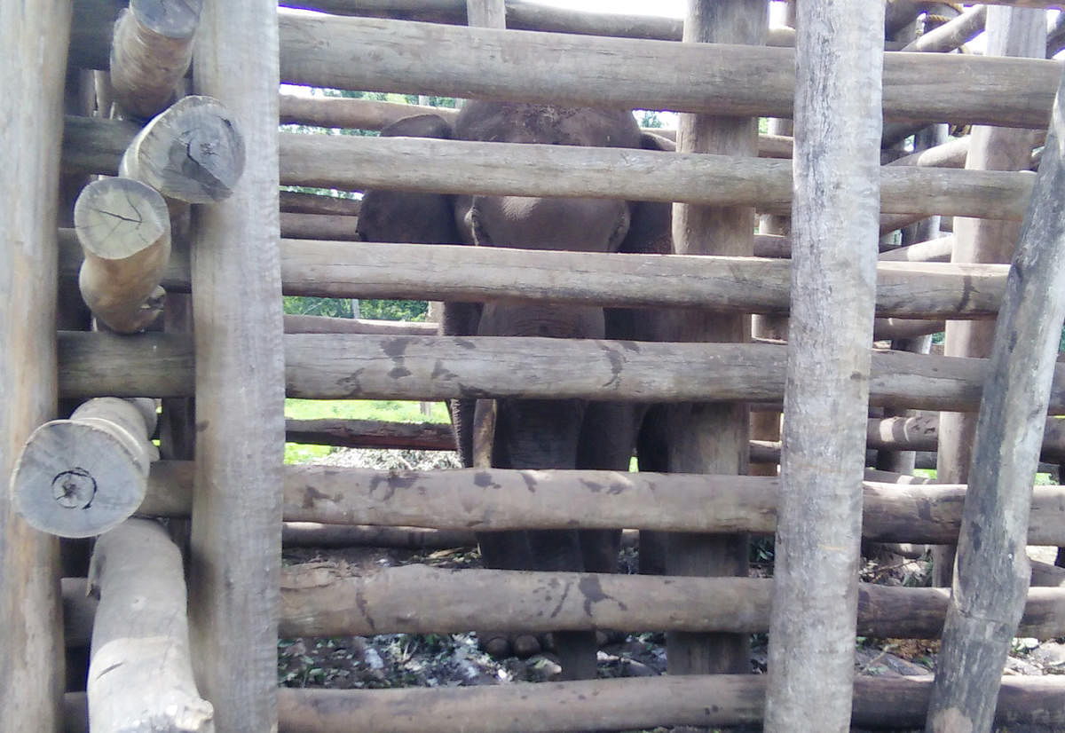 The elephant is now confined to a crawl in Dubare elephant camp.