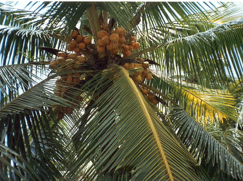 The coconut tree in tropical Goa is often referred to as the kalpvriksha, a mythical wish-fulfilling tree which finds reference in Vedic scriptures, due to its immense utility value. File photo