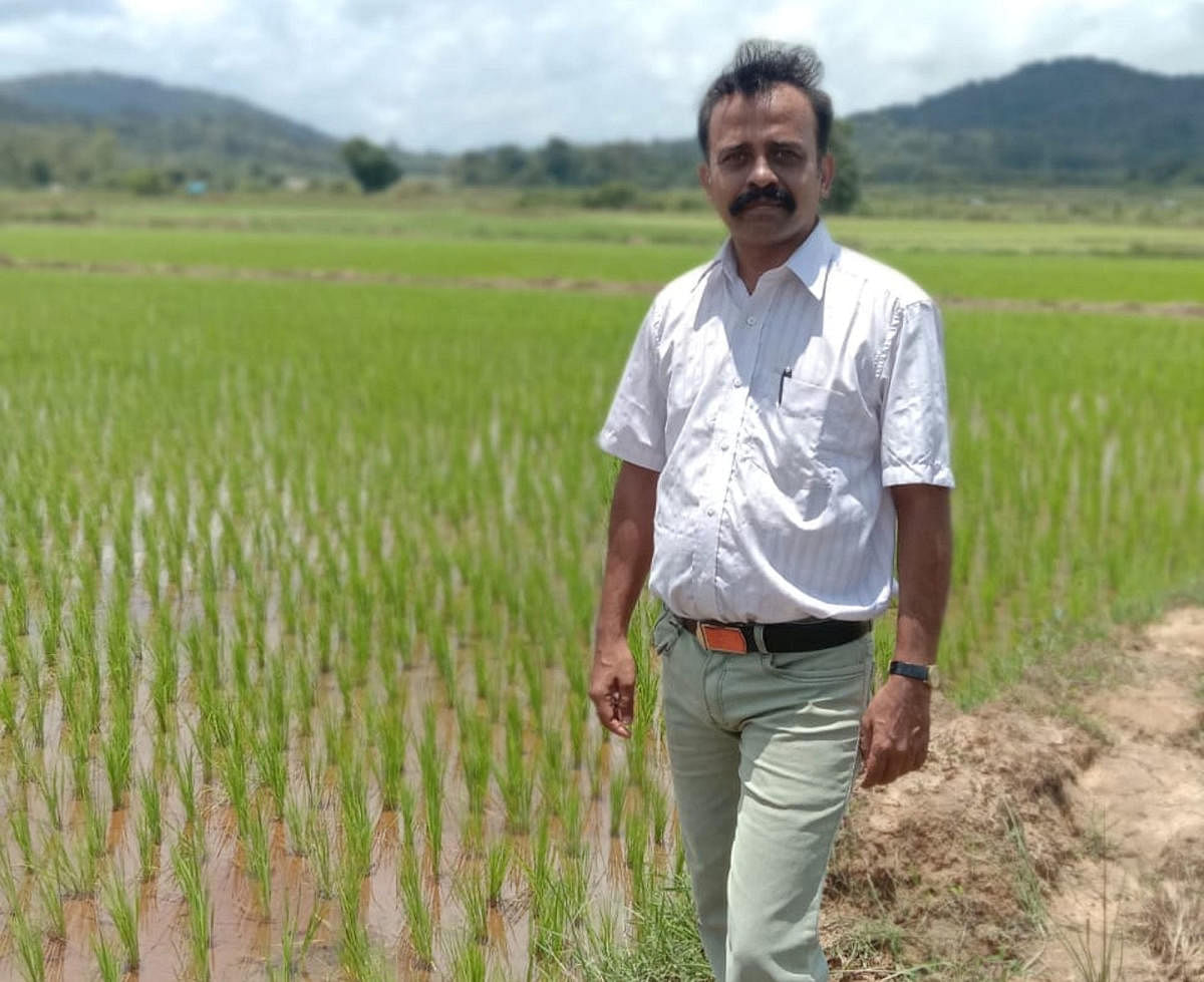 Ajay Rao beside his paddy field in Aimangala village near Virajpet.