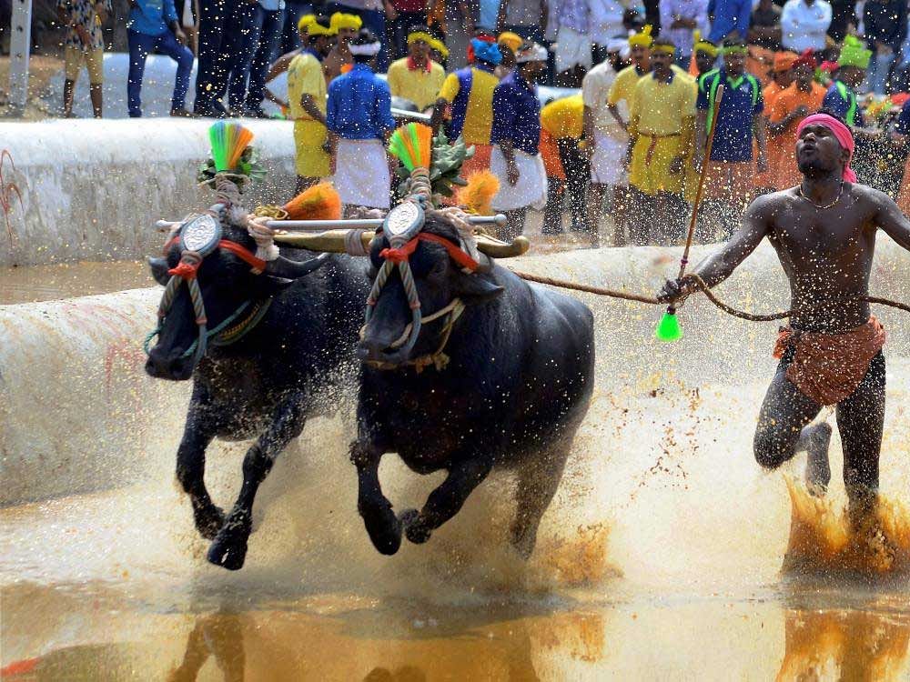 The state had maintained that 'Kambala' conducted in water and slushy field in coastal districts, helped in regulating the metabolic activity including heat and temperature in the body of the buffalo. PTI file photo