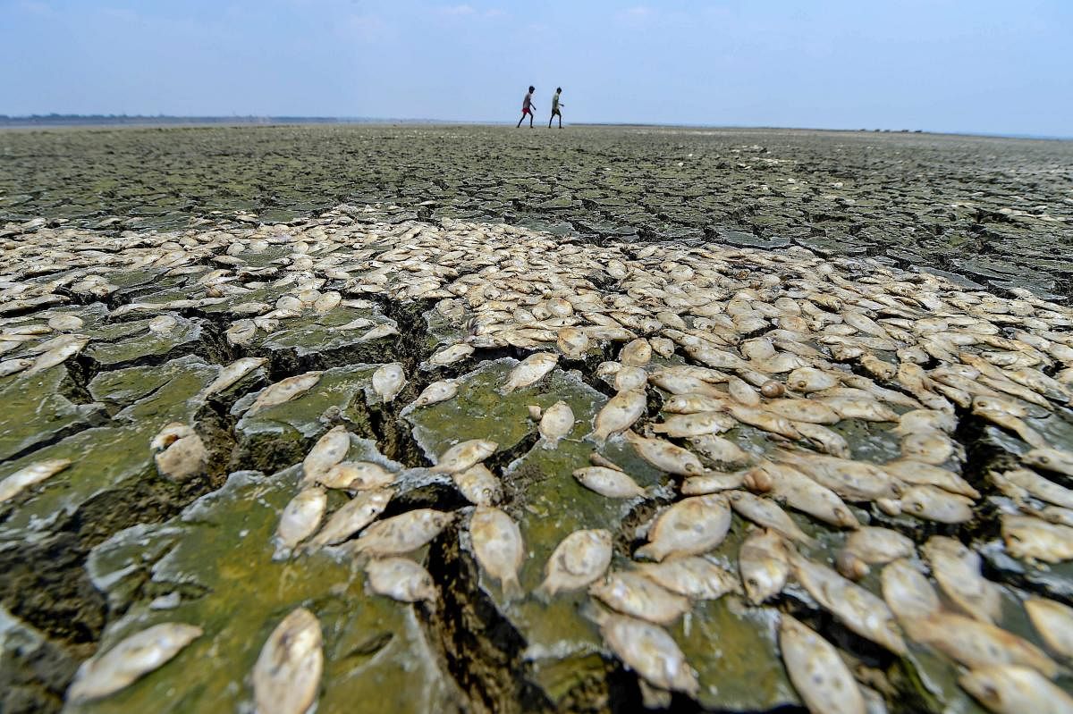 Dead fishes lying on the parched bed of the Chembarambakkam reservoir, in Chennai on May 18, 2019. PTI