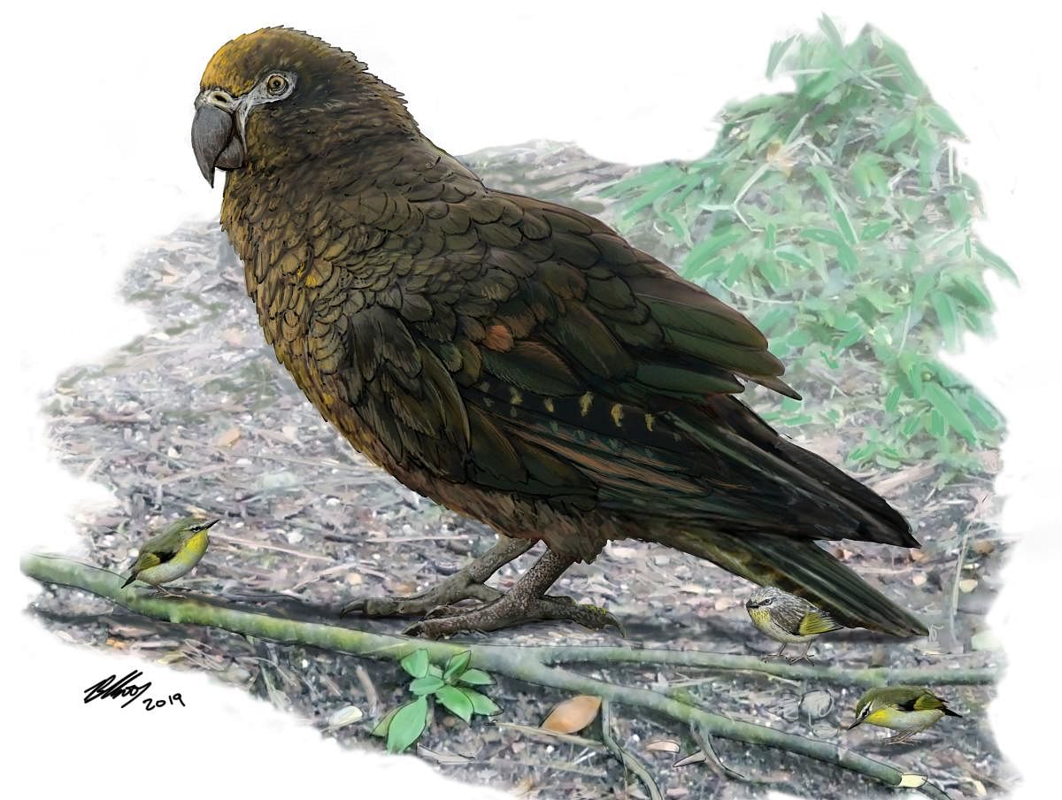 This handout picture released on August 7, 2019 by the Flinders University shows the drawing by Dr. Brian Choo featuring a giant-sized Parrot (AFP Photo)