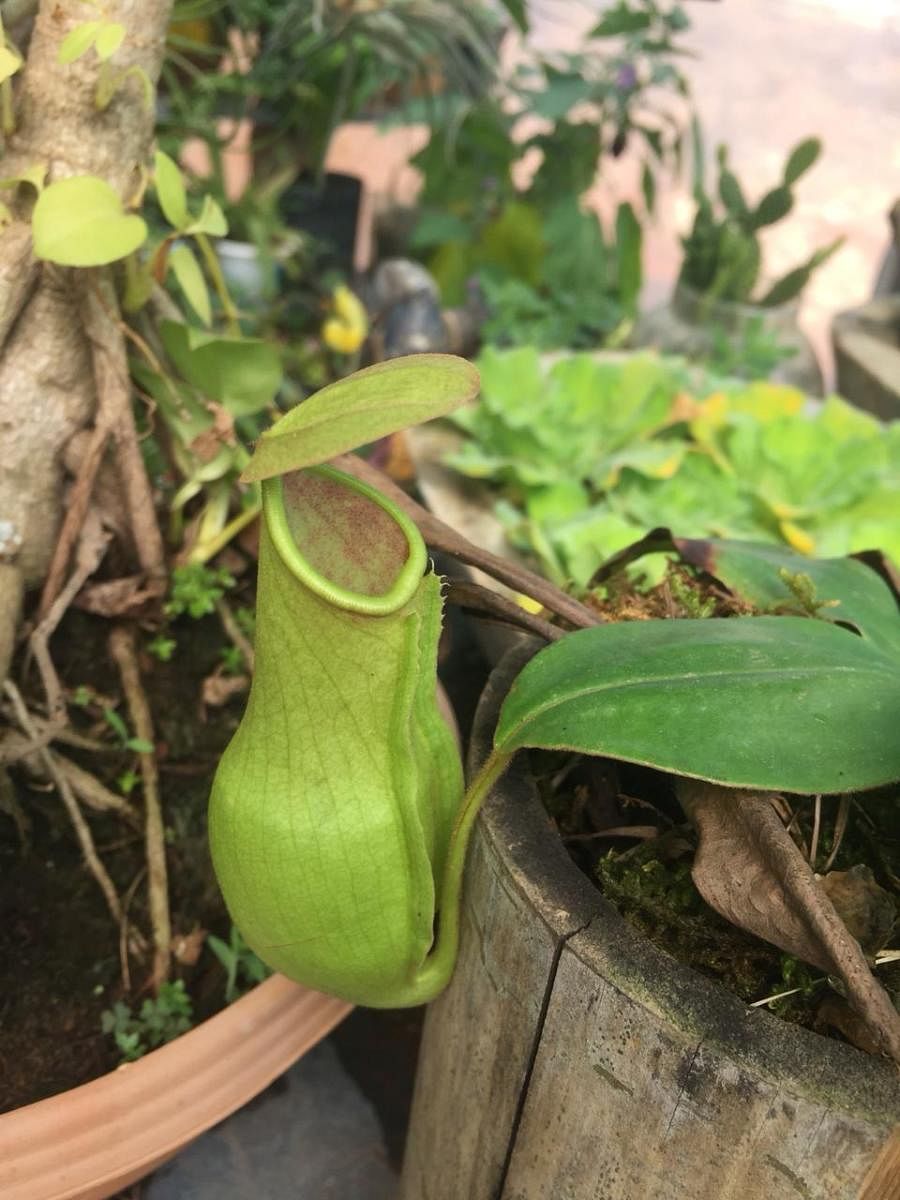 Thirty-five species of insectivorous plants, including the pitcher plant (Nepenthes khasiana), will be on display during the flower show.