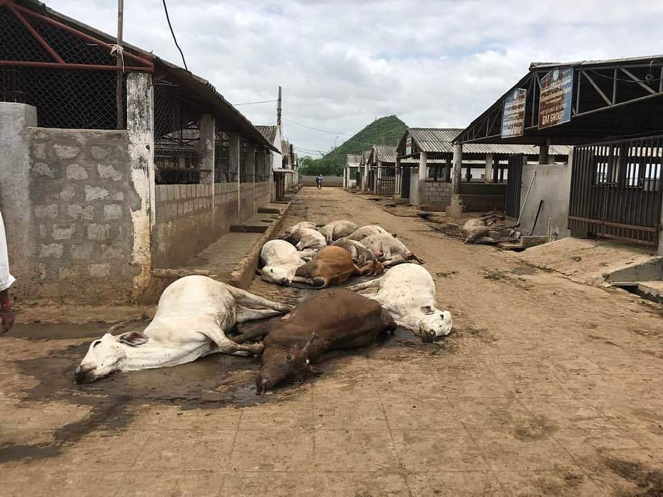 Dead cows at the cow shelter. 
