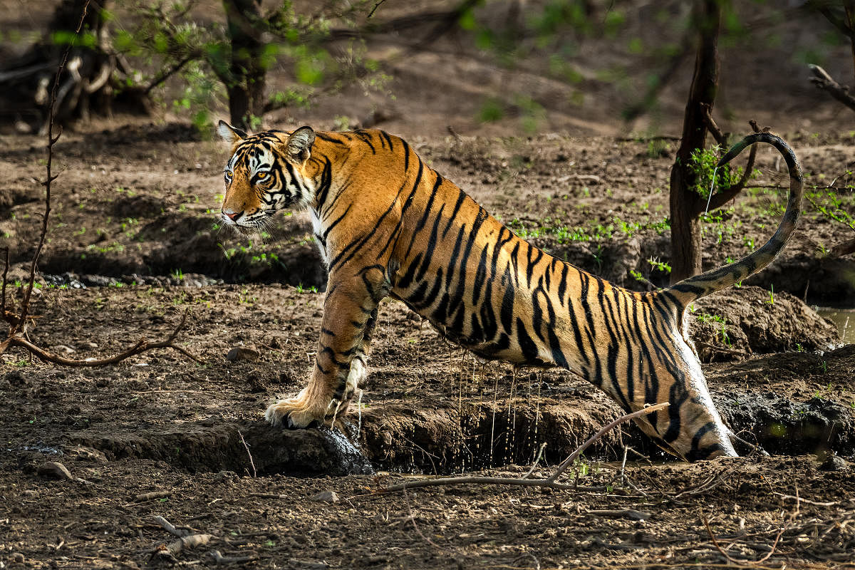Jai, the tiger, emerging from a waterhole at Ranthambore National Park in June 2018. Photo/Dinesh Allamaprabhu