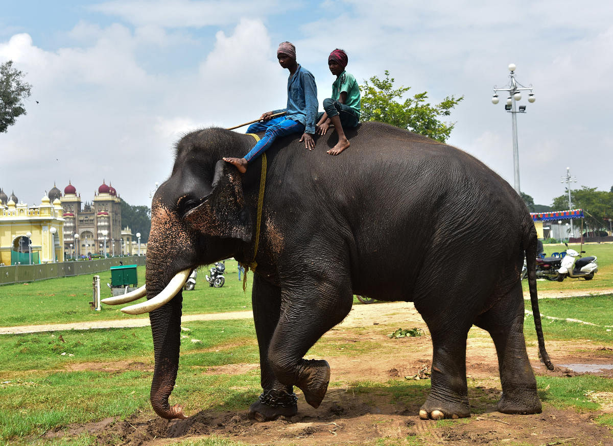 Dasara elephant Prashanth on the Palace premises in Mysuru. Activists say, besides poor health, poor nutrition and poor living conditions, captive elephants are vulnerable to accidents, deaths and cruelty. (DH File Photo)