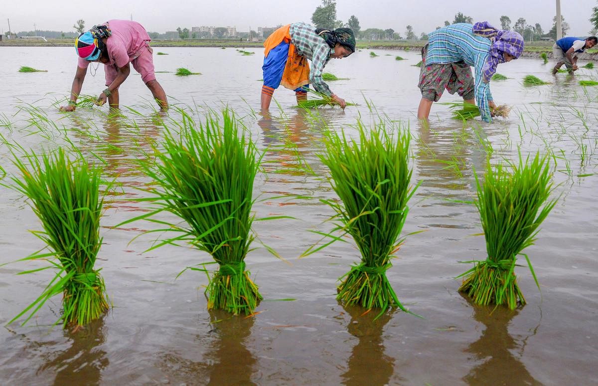 Workers plant paddy seedlings in a field at Nabipur village some 15 km from Amritsar. PTI