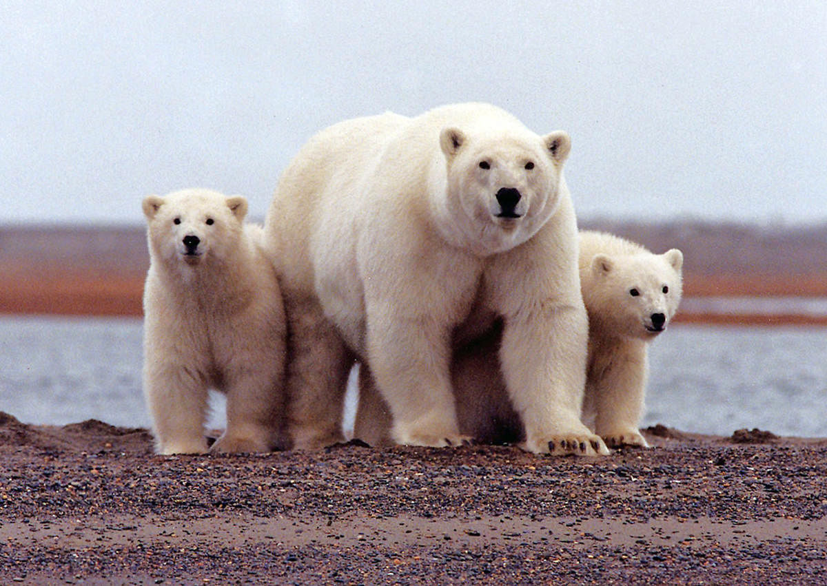 Scientists at the US Geological Survey found changes in sea ice habitat have coincided with evidence that polar bears' use of land is increasing, the Anchorage Daily News reported Saturday. (Reuters photo)