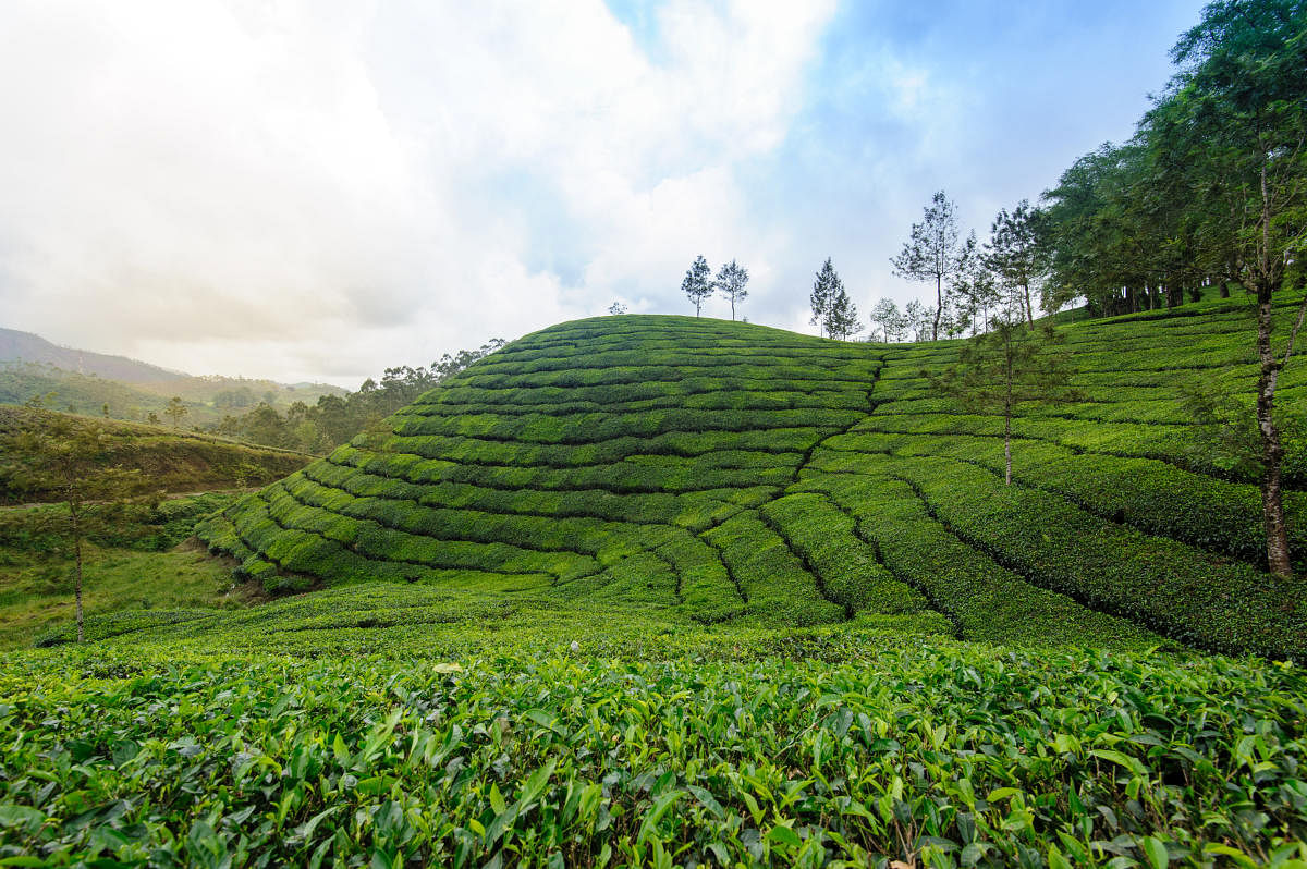 A rare variety of tea from Upper Assam's Dikom Tea Estate set a new record. DH Photo