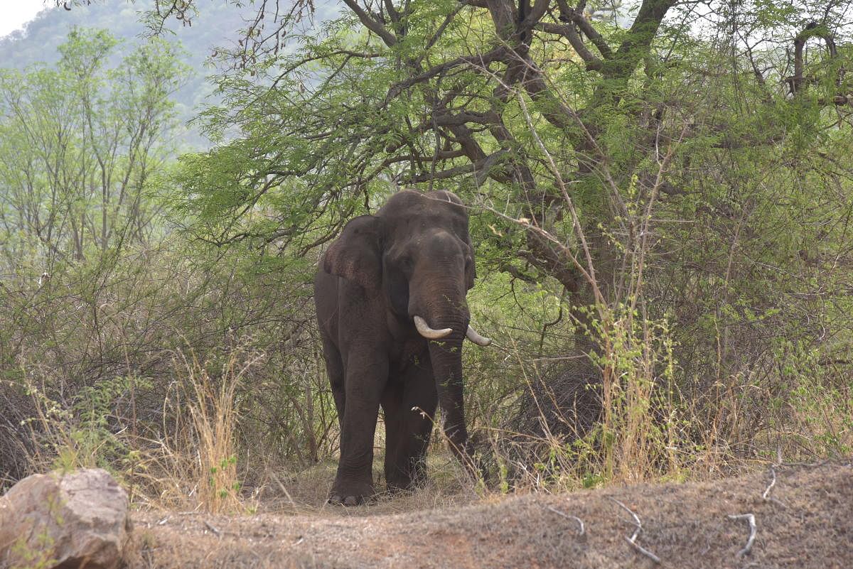 Seismic sensors and thermal cameras to be used in Rajaji National park to prevent elephants from being hit by trains. (DH Photo for Representation)