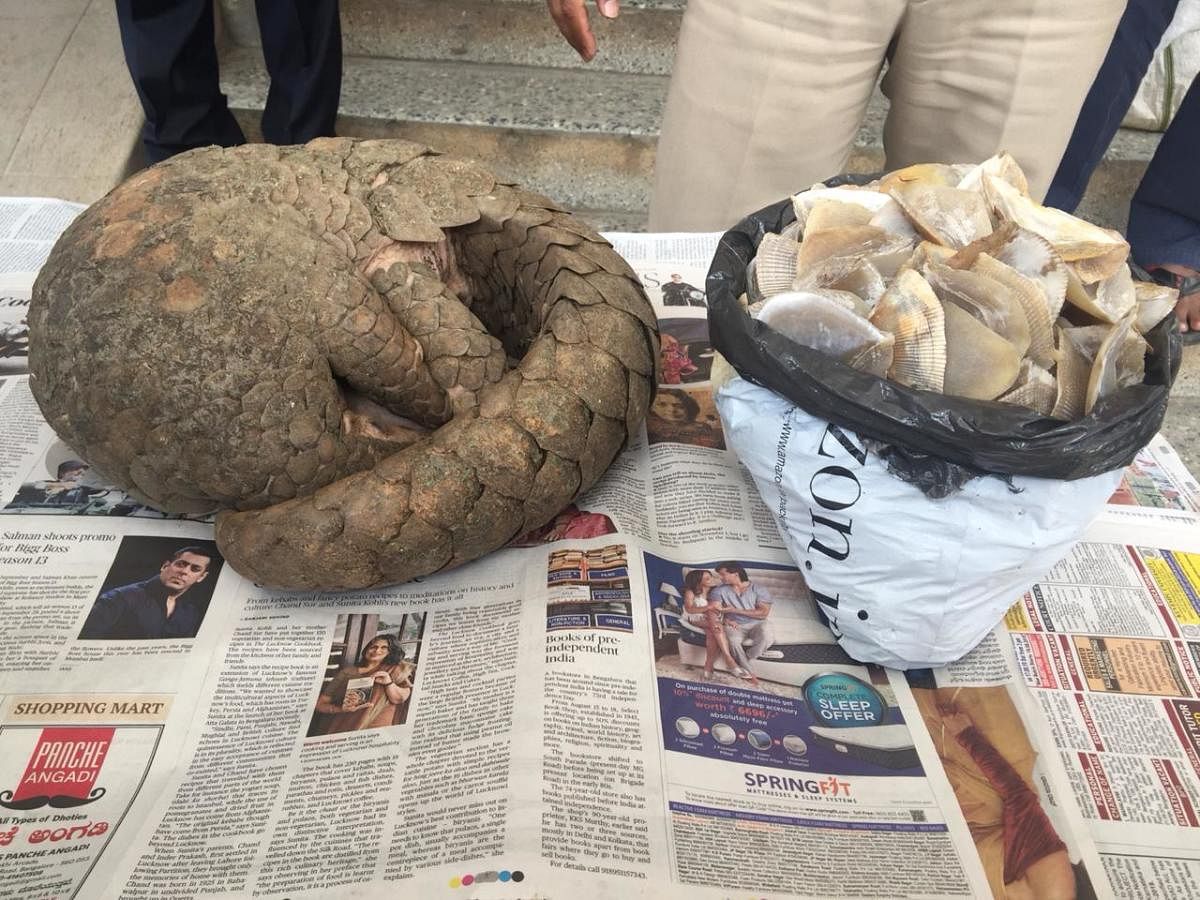 The live pangolin and pangolin scales recovered by the city police.