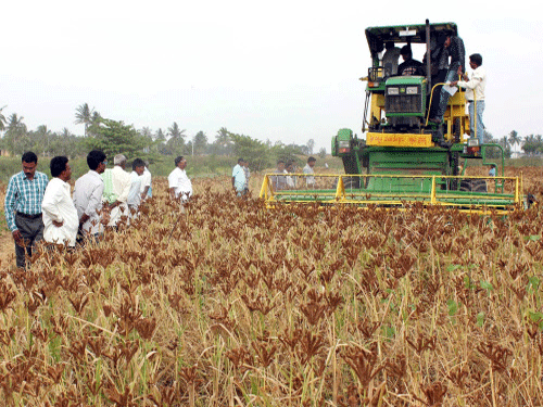 The Karnataka government will soon launch a consortium to breed improved millets that can withstand prolonged heat and cold conditions, in its ongoing effort to increase productivity of highly nutritious crops. DH file photo