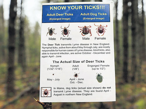 ticking their way on: Ticks and mosquitoes carrying infectious diseases may be altering their ranges in response to temperature changes. Researchers have found warmer weather allows more immature ticks to survive into adulthood, expanding the population. ap