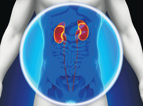 The findings suggest that a condition called heat stress nephropathy may represent a disease of neglected populations, but one that may emerge as a major cause of poor kidney health in the near future, researchers said. DH illustration for representation