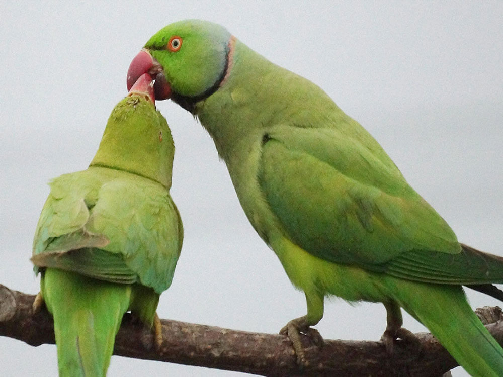Researchers found that the wings of ringneck parrots - commonly called twenty-eights - has increased by four to five millimetres over the past 45 years.
