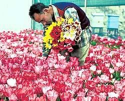 A labourer plucks tulips from a garden in Srinagar in Jammu and Kashmir as the mercury soars. PTI