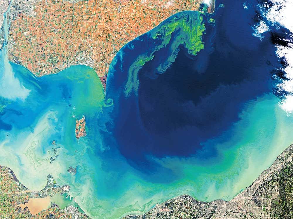 deadly growth In 2011, North America's Lake Erie experienced one of its worst algal blooms. PHOTO CREDIT: NASA