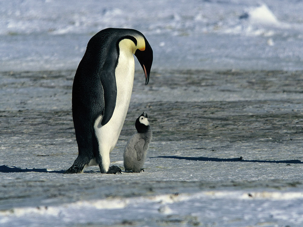 Researchers said that the Emperor penguin should be listed as an endangered species. File Photo