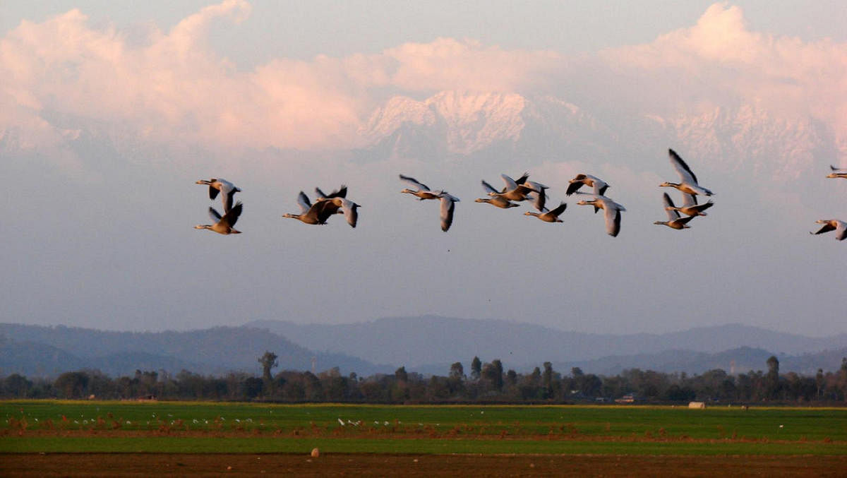 winged visitors: Bar-headed geese fly with the Himalayas in the background. In 2018, their number was 34,883 — down from 52,530 in 2017. (below) Pong reservoir in Himachal Pradesh. Sankara Subramanian via flickr/author