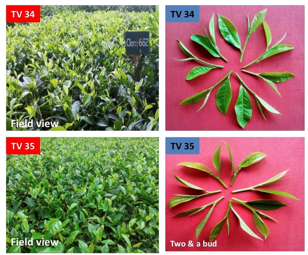 New tea clones released recently by Tea Research Association (TRA), Tocklai, Assam. Photo by TRA