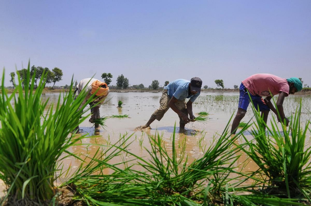 Researchers from Columbia University in the US studied the effects of climate on five major crops in India: finger millet, maize, pearl millet, sorghum and rice. (PTI File Photo)