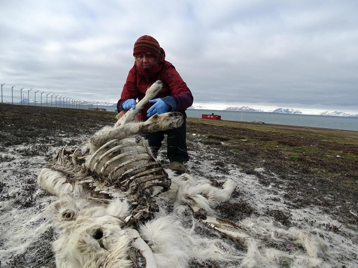 Some 200 reindeer have been found dead from starvation in the Arctic archipelago Svalbard, an unusually high number, the Norwegian Polar Institute said Monday, pointing the finger at climate change. (AFP Photo)