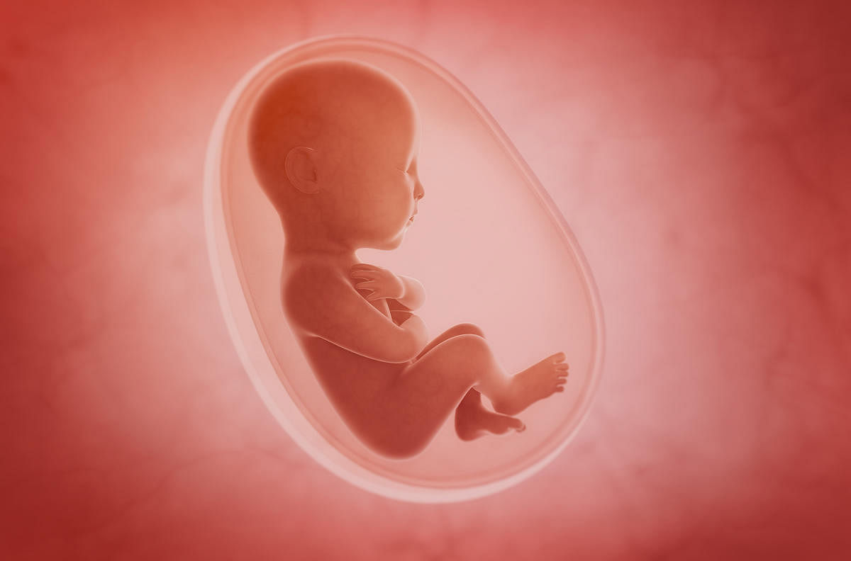 Fetus inside the womb. To understand why embryonic cells make viral proteins, scientists have run experiments to see what happens when viral genes are silenced. REPRESENTATIVE IMAGE