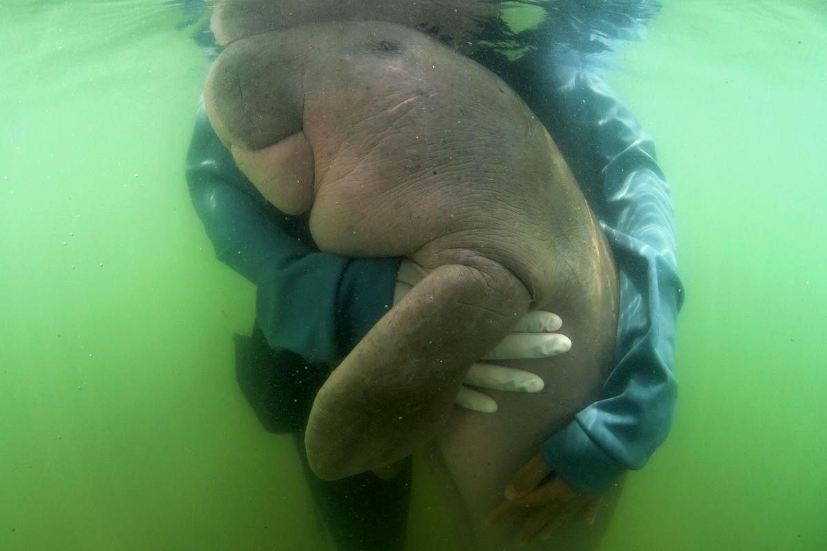 File picture of Mariam, the baby dugong. (AFP)