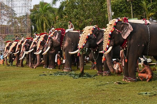 Higher violence in the stressed animals has resulted in human casualties too. In the state of Kerala which has a long tradition of keeping captive elephants. (File Photo)