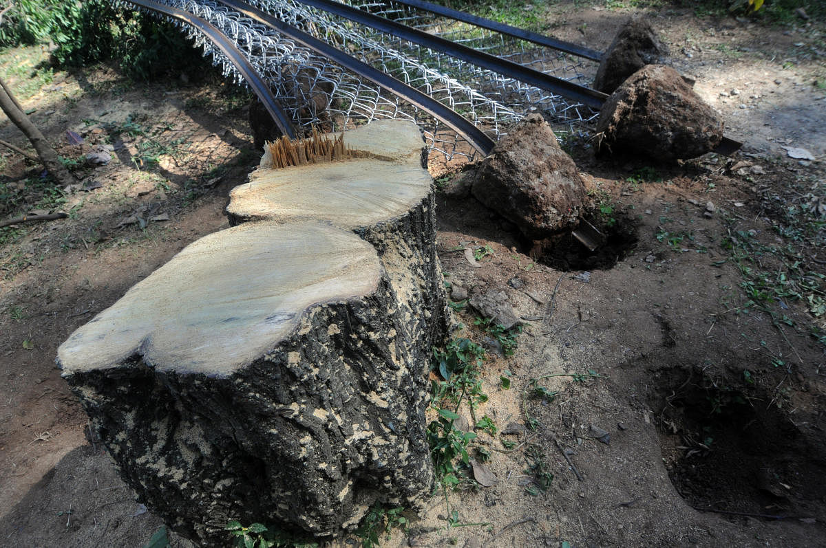 Miscreants Cut a way Sandalwood tree at Lalbagh in Bangalore on Wednesday Night. (REPRESENTATIVE PHOTO)